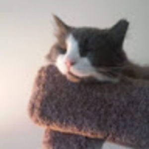 Meet your Posher, Alicia